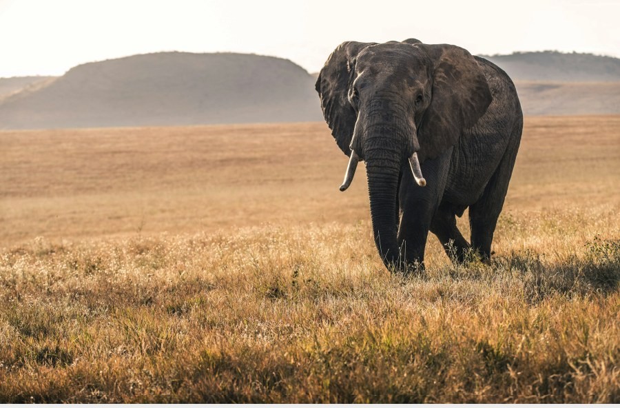 Elephant walking through golden grass with low hills behind in the Mara Lemek Conservancy