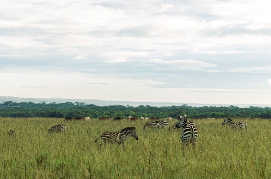 Zebras grazing in long grass with cattle and woodland behind in the Mara Olchoro Conservancy