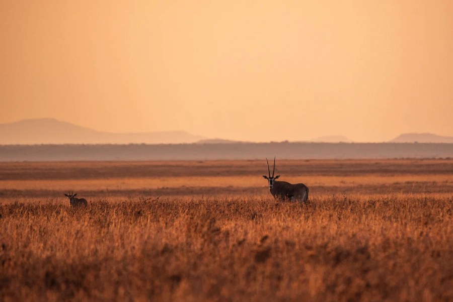 Oryx standing in golden grass at sunset in the Mugie Conservancy, with hills in the haze