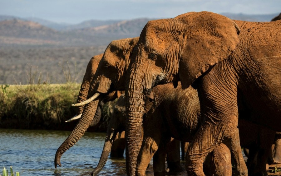 Herd of elephants drinking at a waterhole with hills behind in the Ol Jogi Conservancy