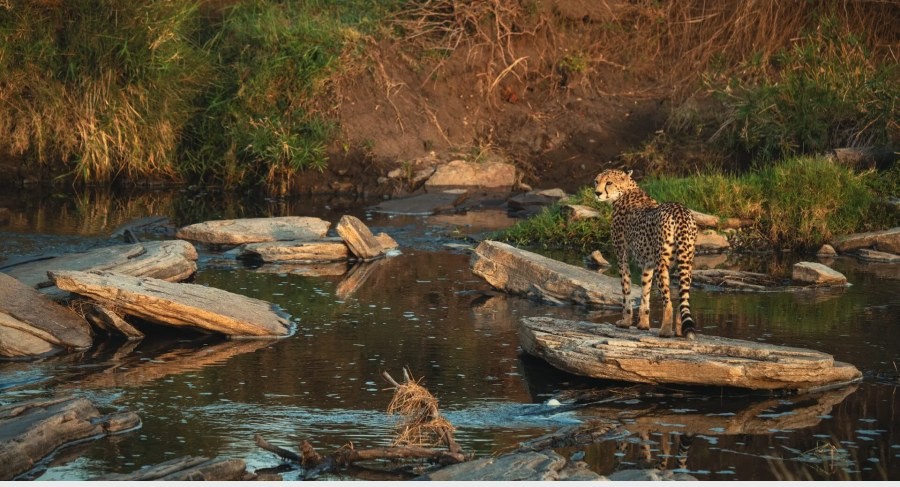 Cheetah standing on a flat rock in a shallow river at golden hour in the Ol Kinyei Conservancy