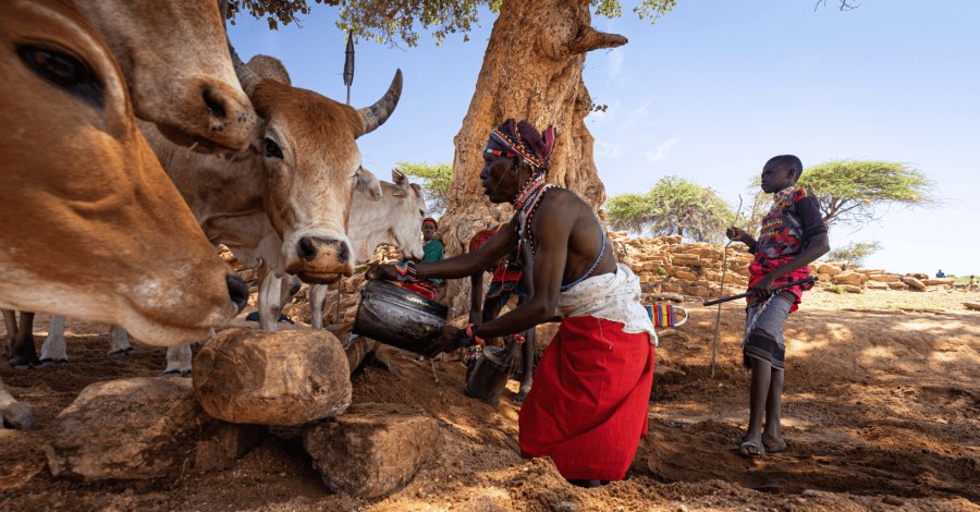 Samburu herder in a red wrap drawing water for cattle at a well under a tree in Ol Lentille