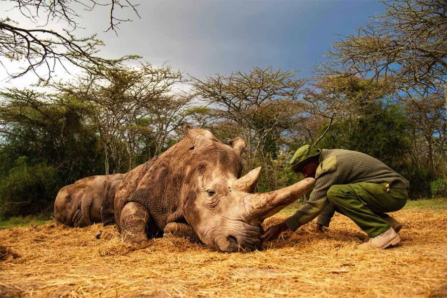 Ranger in green uniform crouching to touch a resting white rhino on straw in the Ol Pejeta Conservancy