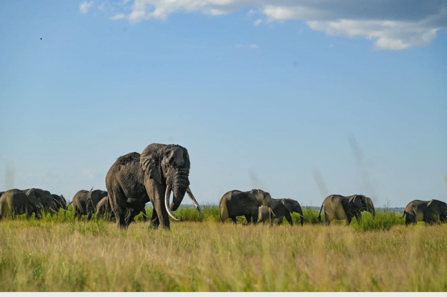 Large tusked bull elephant leading a herd through green grass in Olgulului-Ololarashi