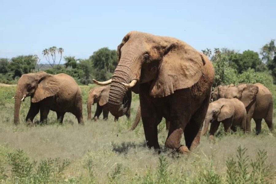 Family of elephants with red-dusted skin walking through grass in Samburu National Reserve