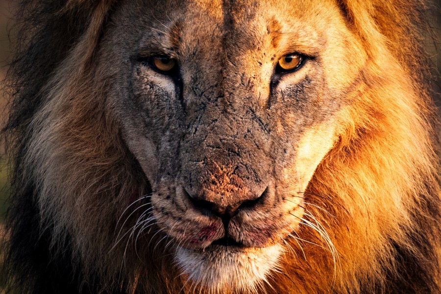 Close-up of a male lion's face with amber eyes and a full mane in Segera