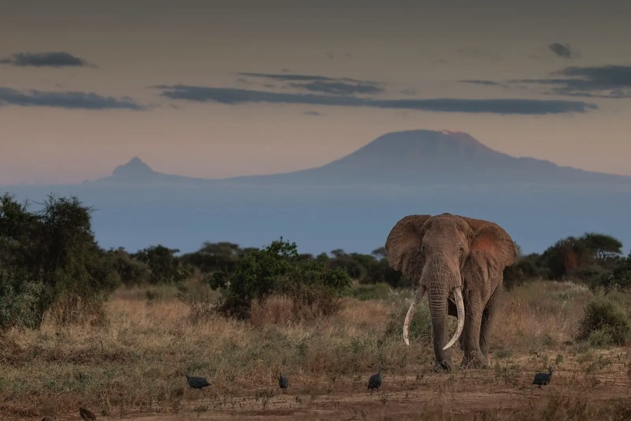 Bull elephant with long tusks and guineafowl at dusk, Kilimanjaro behind, in the Selenkay Conservancy