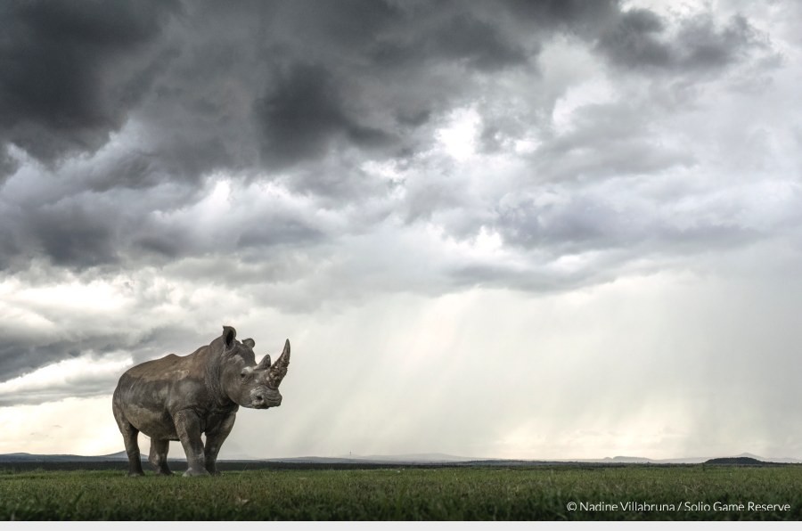 White rhino on short grass under heavy storm clouds in Solio Game Reserve