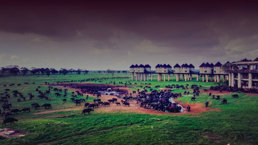 Herd of buffalo at a waterhole beside Salt Lick Safari Lodge's stilted rooms in Taita Hills Wildlife Sanctuary