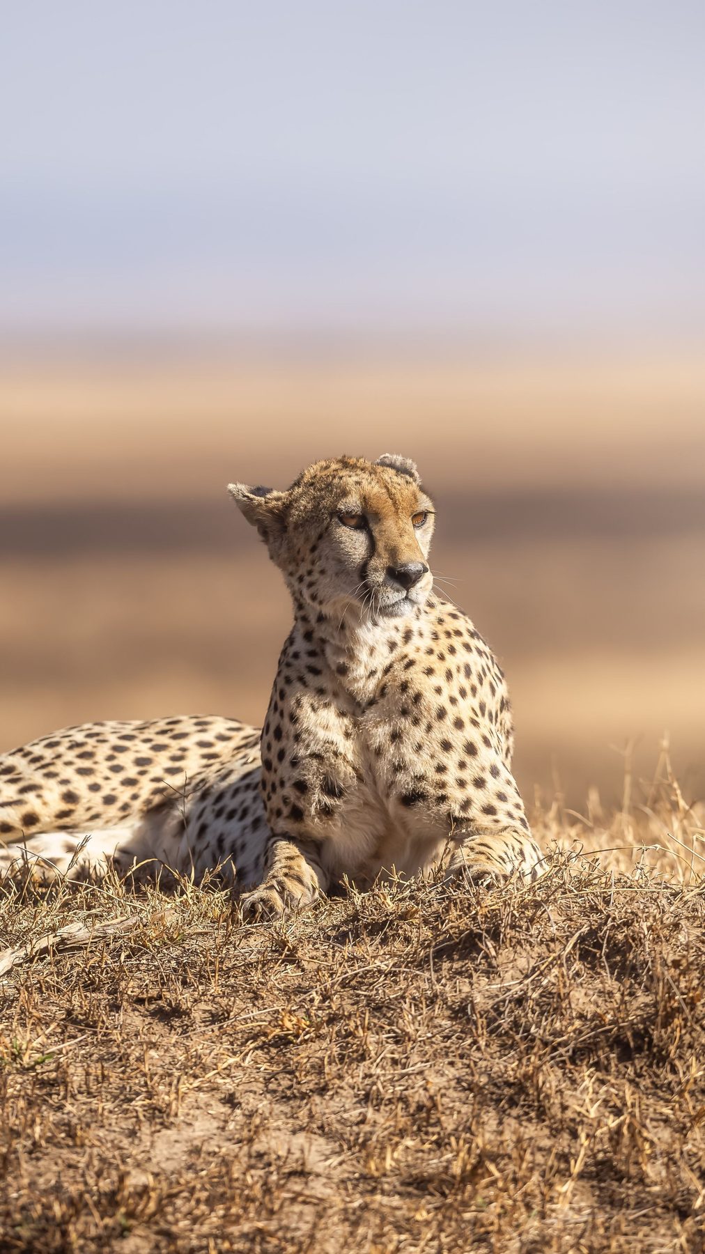 Cheetah resting on a grassy mound on the Maasai Mara plains near JW Marriott Masai Mara Lodge