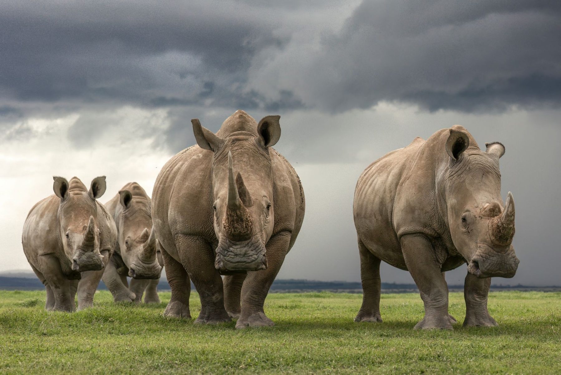 Group of rhinos standing on short grass under a stormy grey sky near JW Marriott Mount Kenya Rhino Reserve Safari Camp