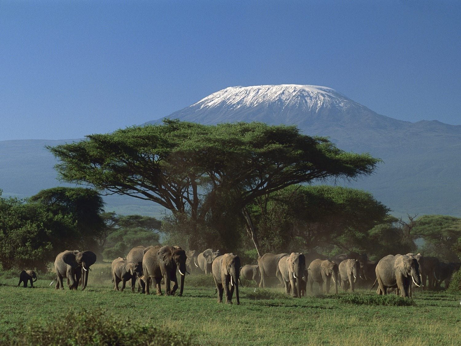 Herd of elephants walking past a flat-topped acacia below snow-capped Kilimanjaro near Kibo Safari Camp