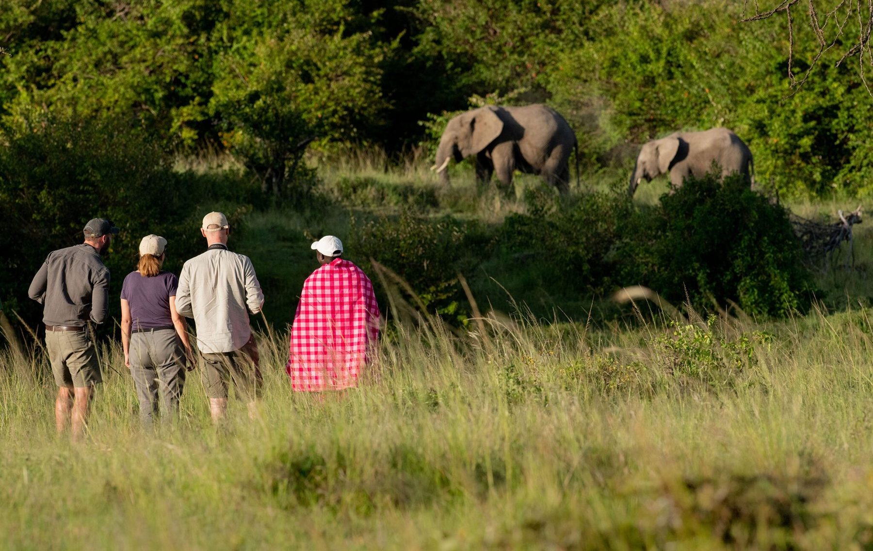 Guests on a walking safari with a Maasai guide from Kicheche Bush Olare, watching elephants at the edge of the bush