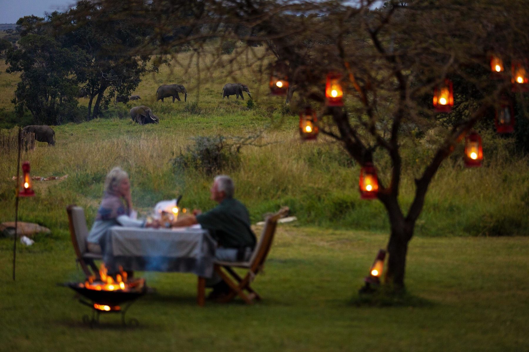 Guests dining by a fire pit under a tree hung with lanterns at Kicheche Mara North, buffalo grazing nearby