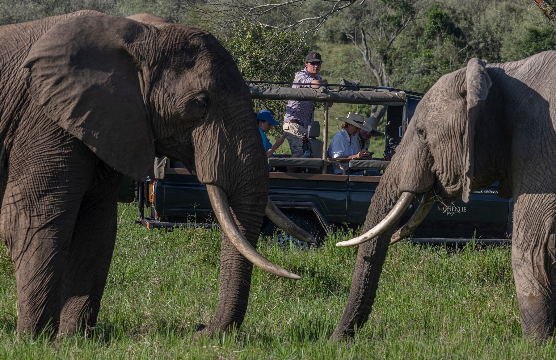 Two tusked elephants close to a game drive vehicle with guests standing up to watch