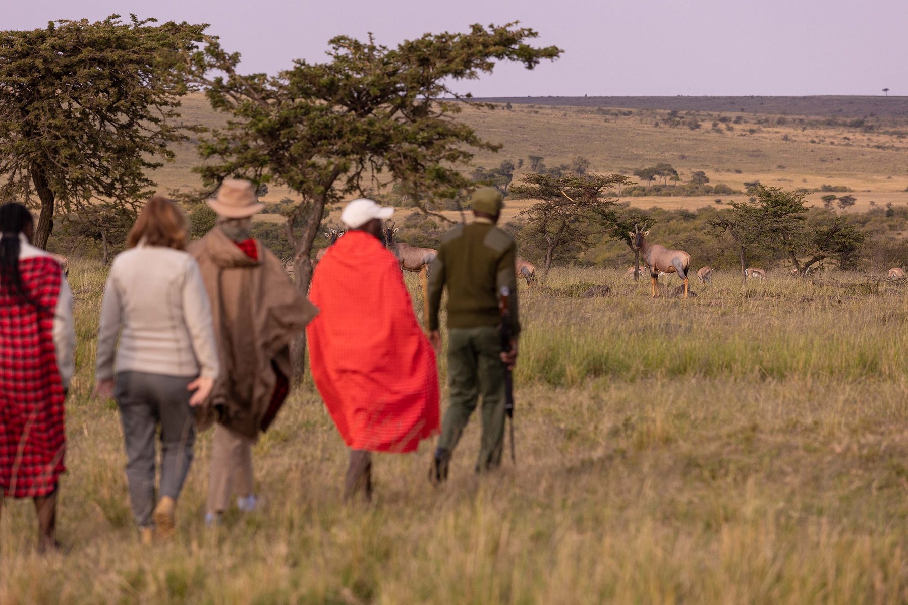 Guests walking through grassland with Maasai guides in red shukas and a ranger at Kicheche Mara North