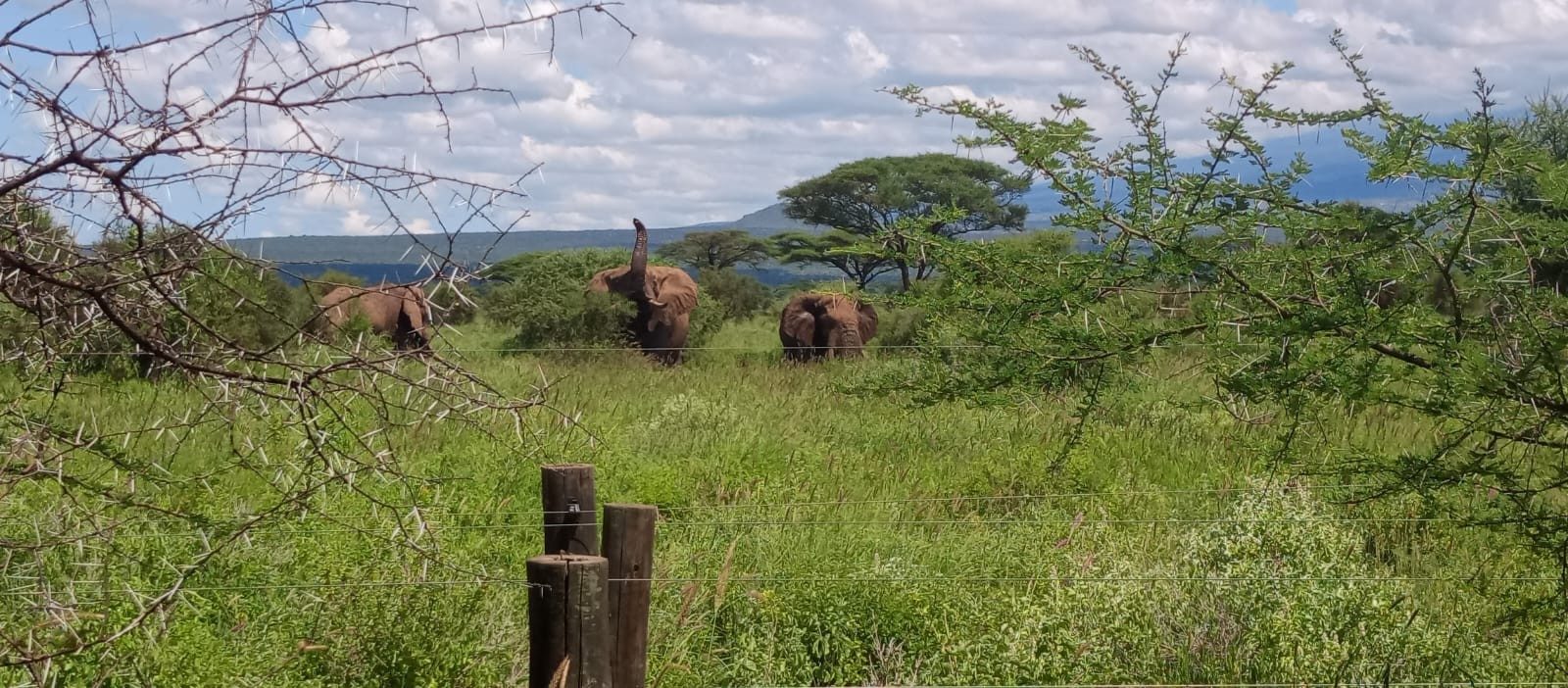 Elephants feeding among green bushes close to Kilima Safari Camp, with trees on the horizon