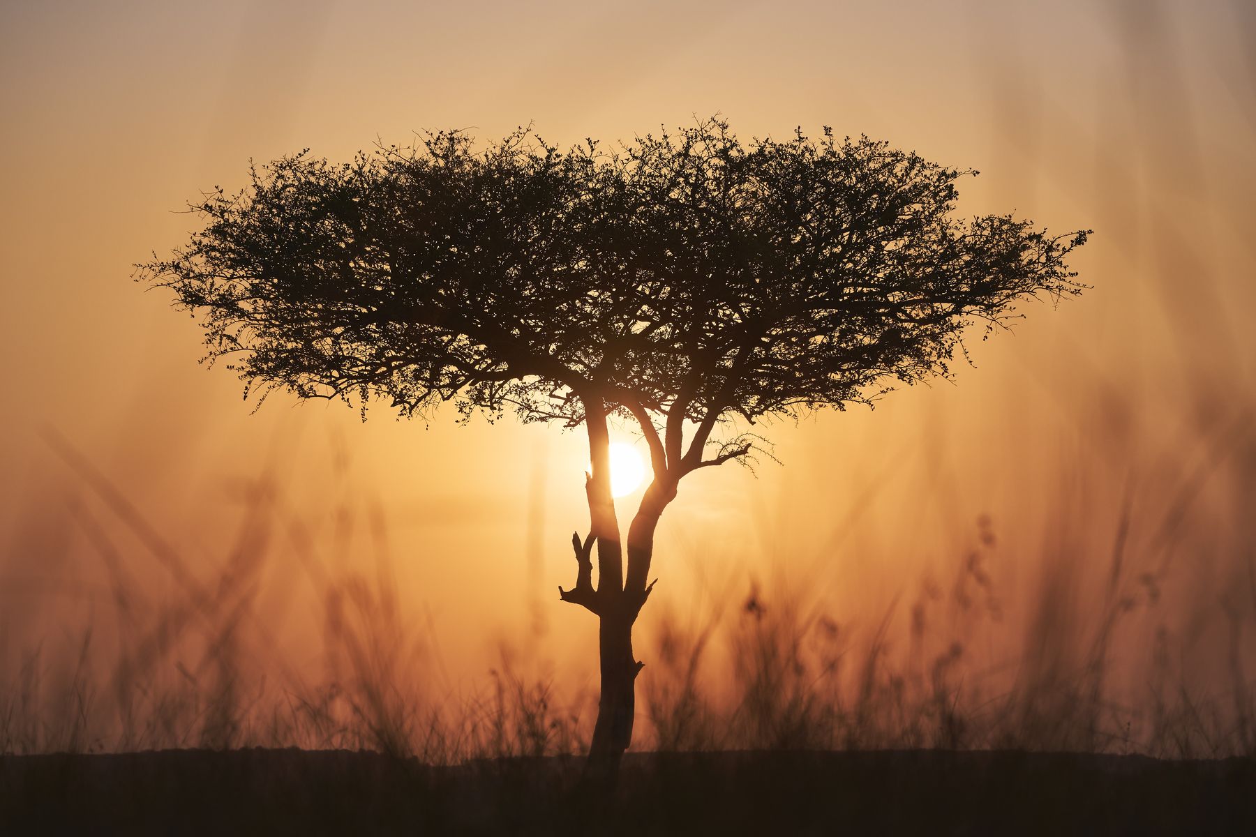 A lone balanites tree silhouetted against the setting sun over tall grass in the Maasai Mara