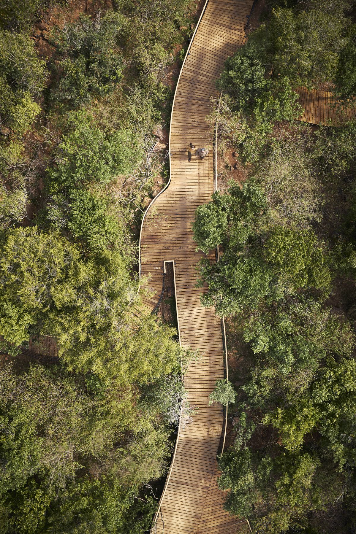View from above of a wooden boardwalk winding through dense green trees at Kinara