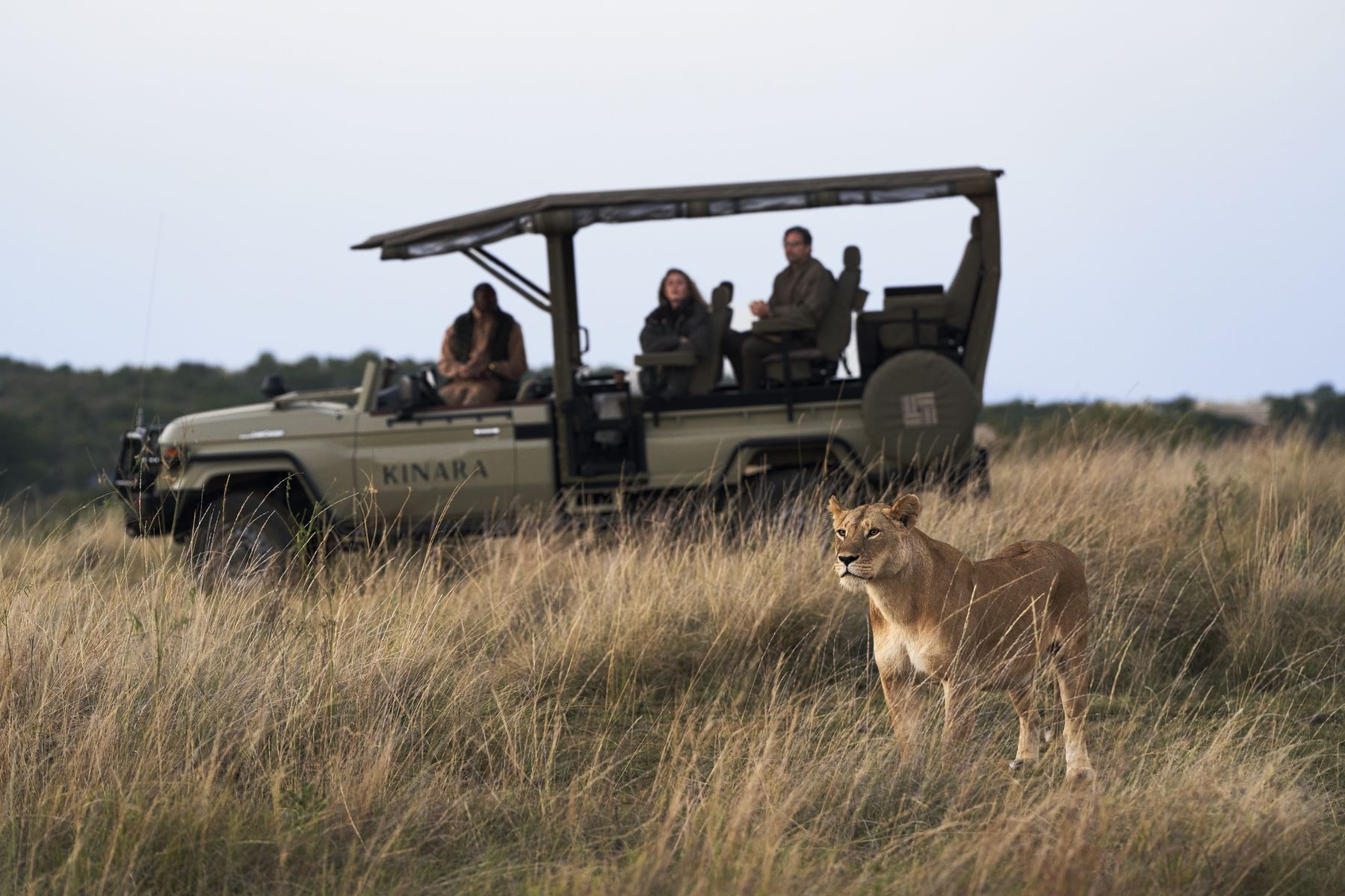 A lioness walking through tall grass beside a Kinara game drive vehicle with guests watching