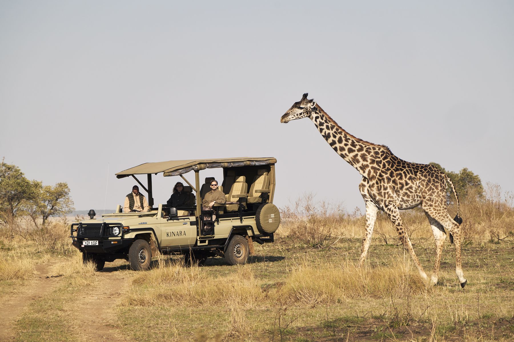 A giraffe walking past a Kinara game drive vehicle on the Mara plains