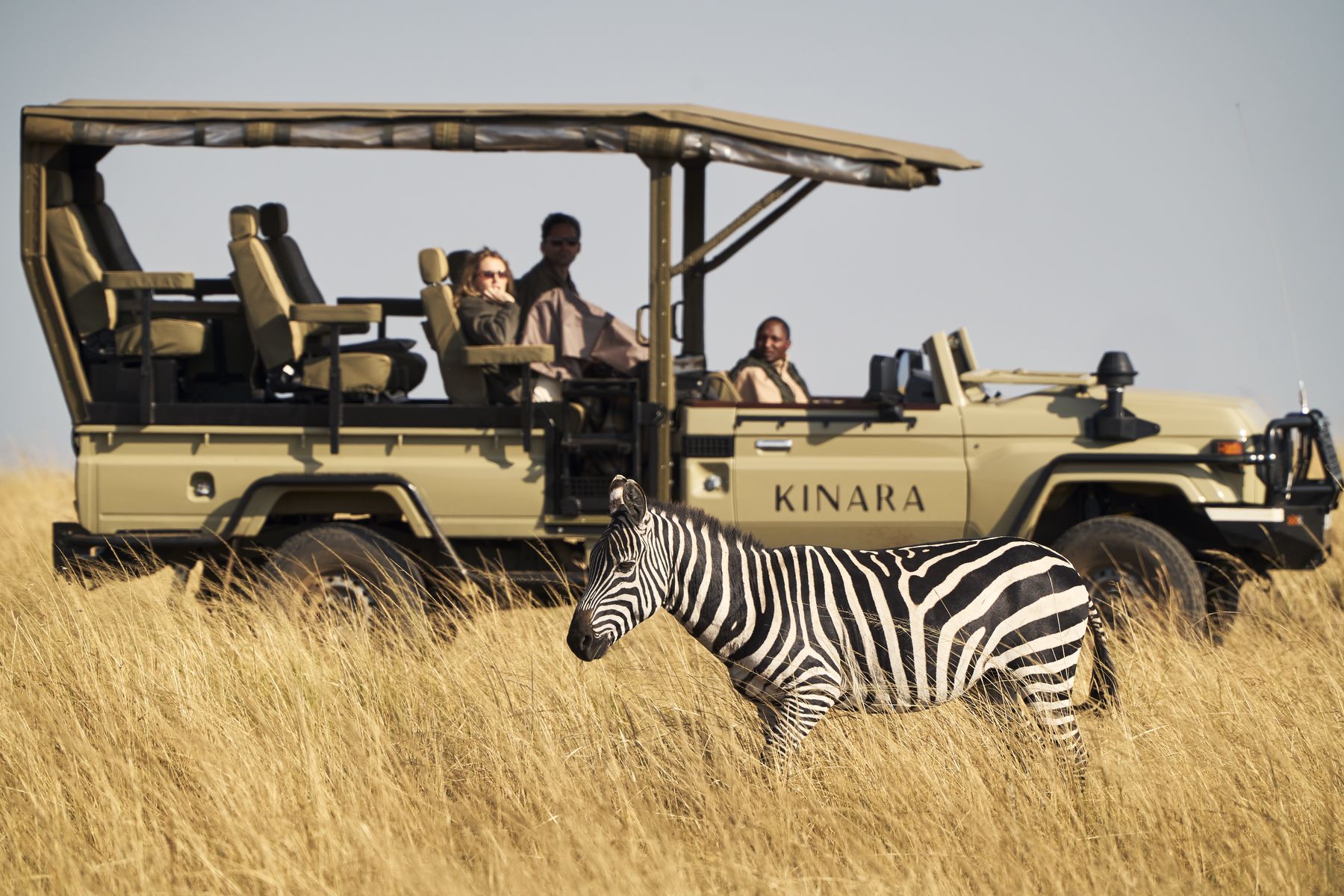 A zebra grazing in golden grass beside a Kinara game drive vehicle with guests aboard