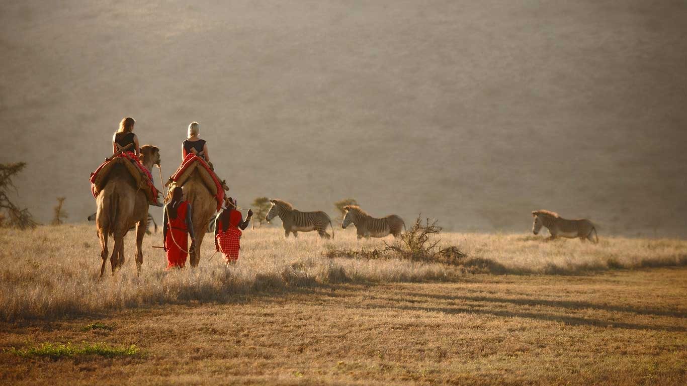 Guests riding camels led by a guide past grazing zebra on dry grassland near Elewana Lewa Safari Camp