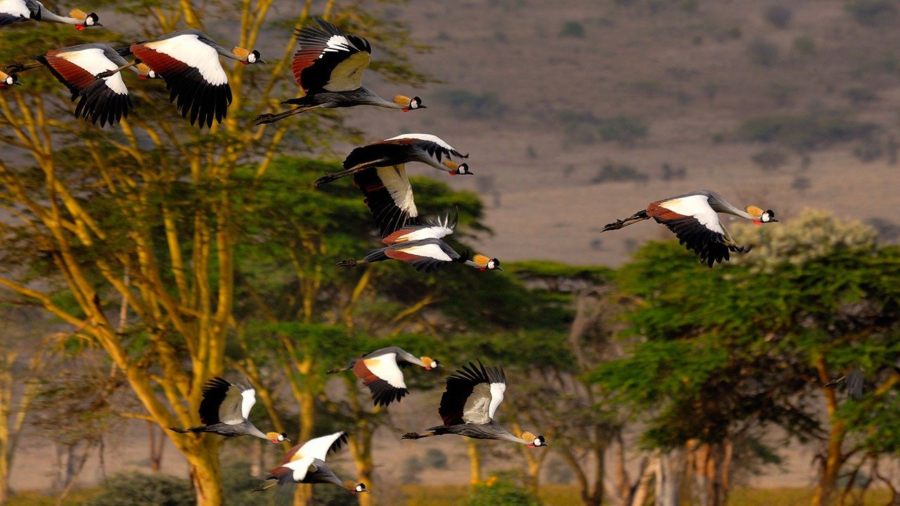 Flock of grey crowned cranes in flight among yellow-barked acacia trees near Elewana Lewa Safari Camp