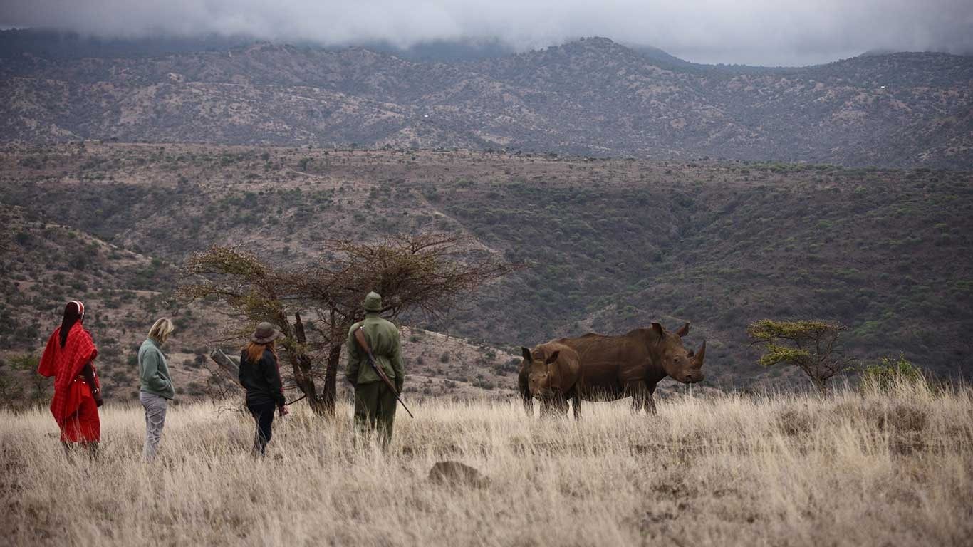 Guests on foot with guides in red shukas watching a rhino in tall grass below hills near Elewana Lewa Safari Camp