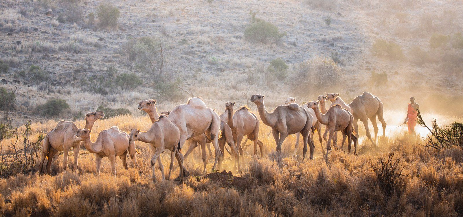A string of camels walking through dry grass on Lewa in the dusty evening light, led by a Maasai guide
