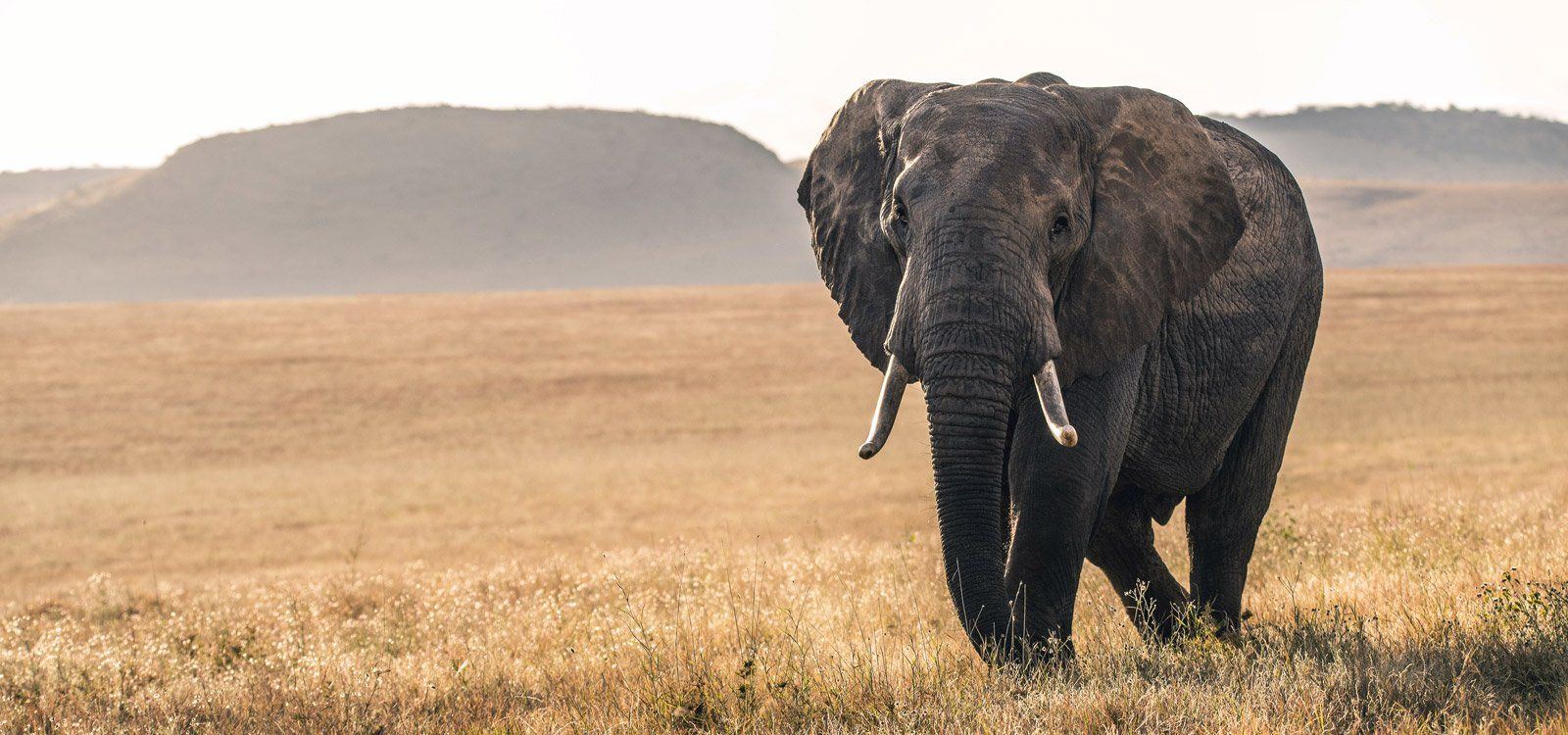An elephant walking through golden grass on the Lewa Wildlife Conservancy, with hills behind