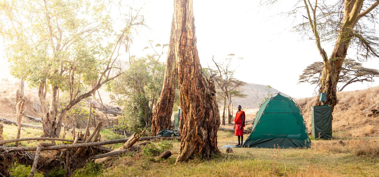 A small green fly-camp tent beneath tall yellow fever trees on Lewa, with a Maasai guide standing beside it