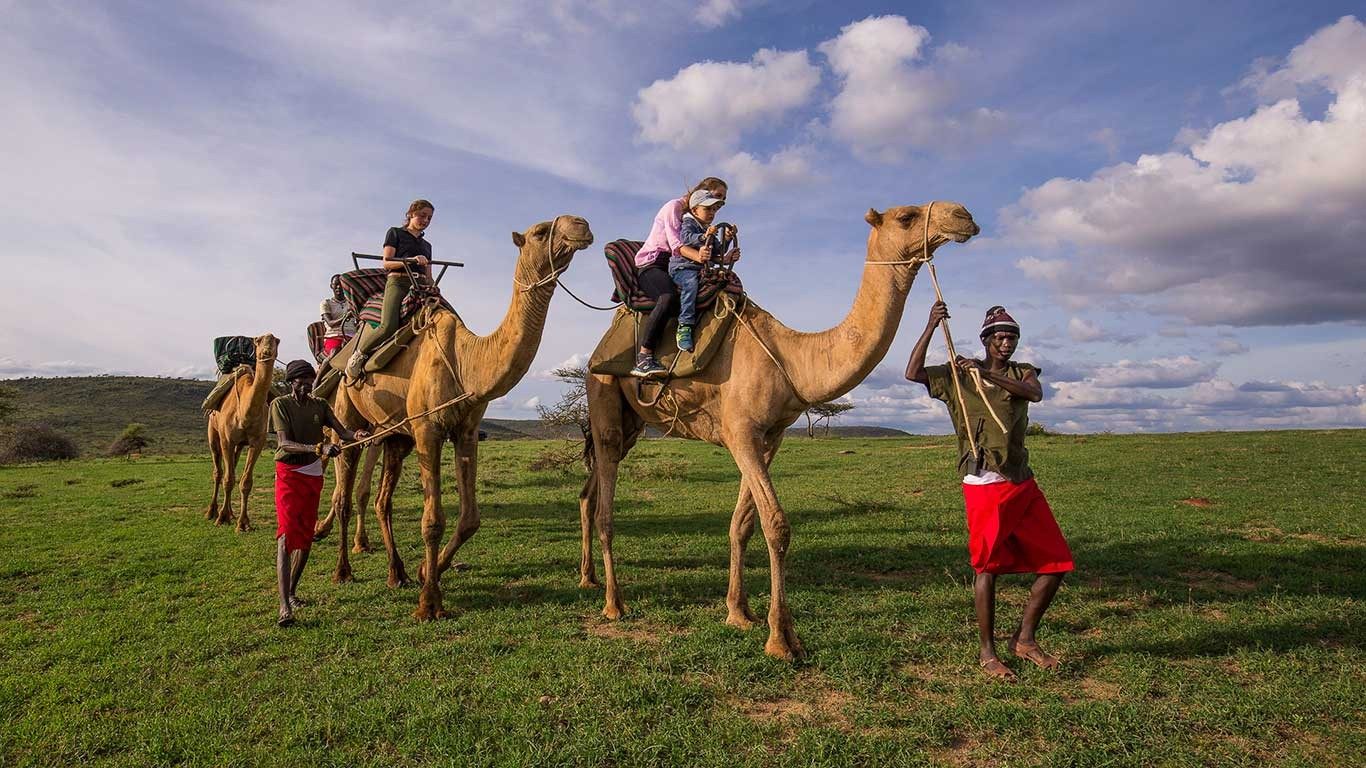 Guests riding camels with Samburu guides across green grassland in the Loisaba Conservancy
