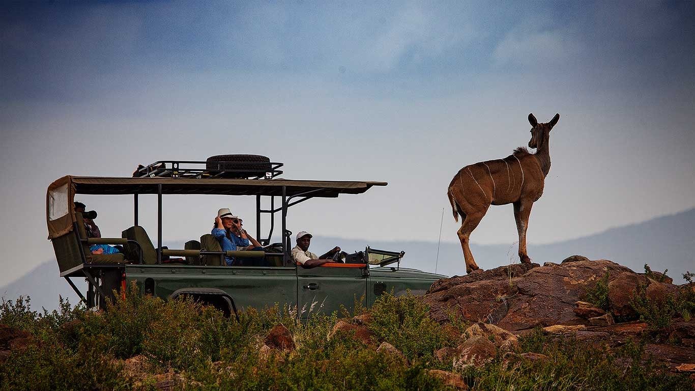 Guests in an open game drive vehicle watching a kudu on a rocky rise in the Loisaba Conservancy