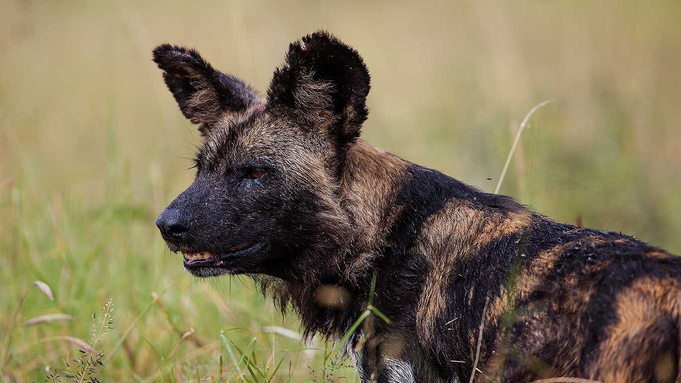 Close-up of an African wild dog resting in long grass in the Loisaba Conservancy