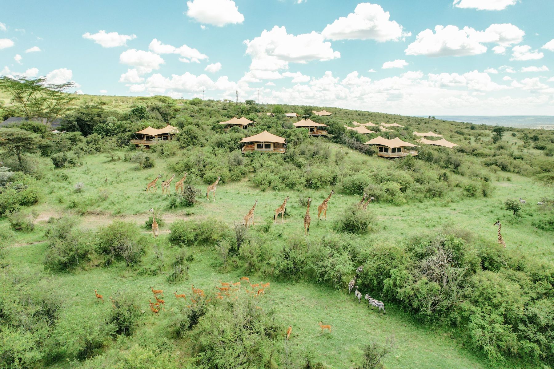 Mara Bushtops’ tents spread across a green hillside, with giraffes walking through the bush below