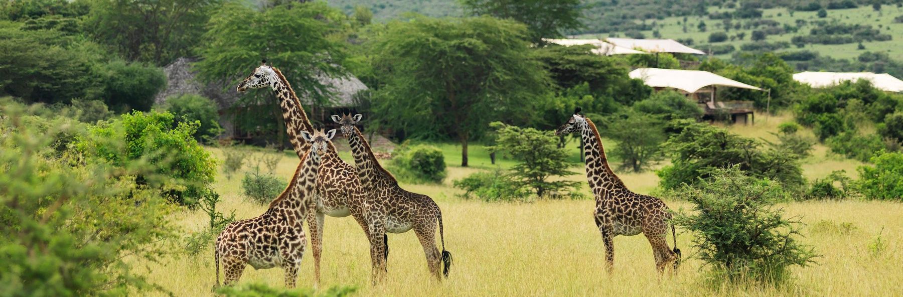 Three giraffes browsing in long grass near the white canvas roofs of Mara Bushtops