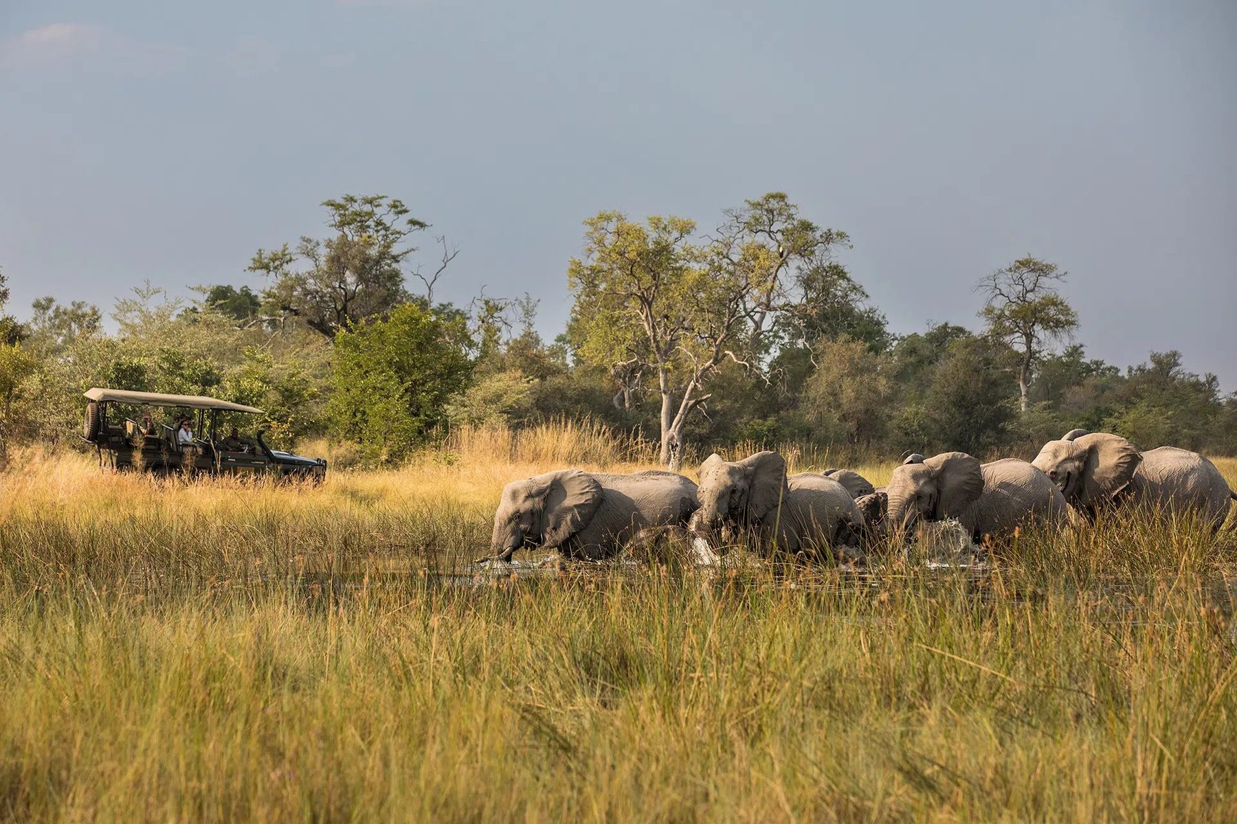 Family of elephants walking through tall grass past a game drive vehicle in the Naboisho Conservancy