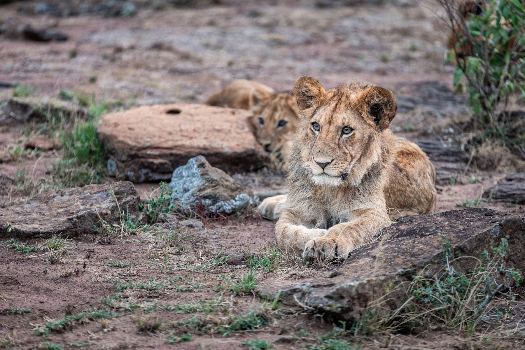 Two lion cubs resting among rocks in the Naboisho Conservancy near Mara Nyika Camp