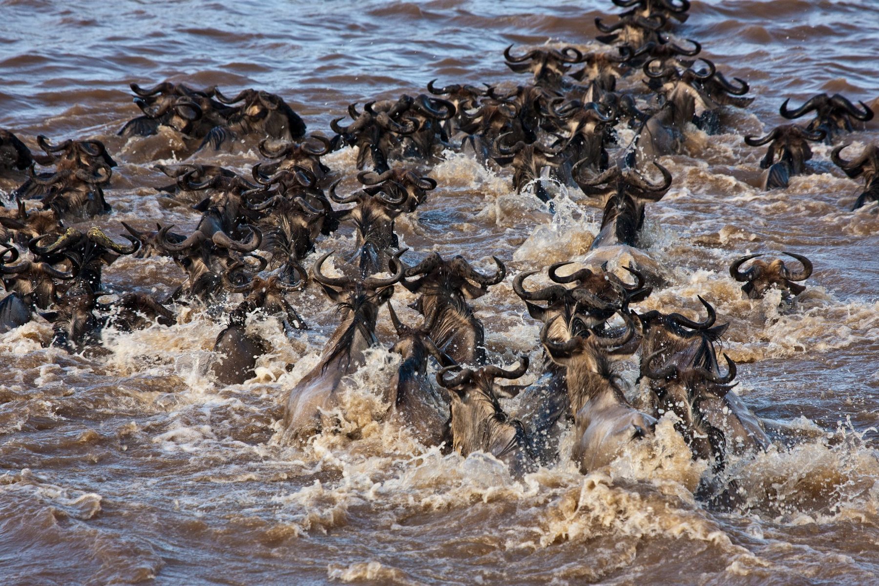 Wildebeest plunging through churning brown water during a river crossing near Mara Plains Camp
