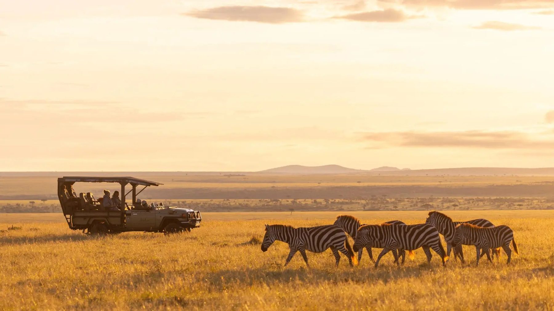 Safari vehicle watching a line of zebra cross golden grassland in soft evening light near Naboisho Camp