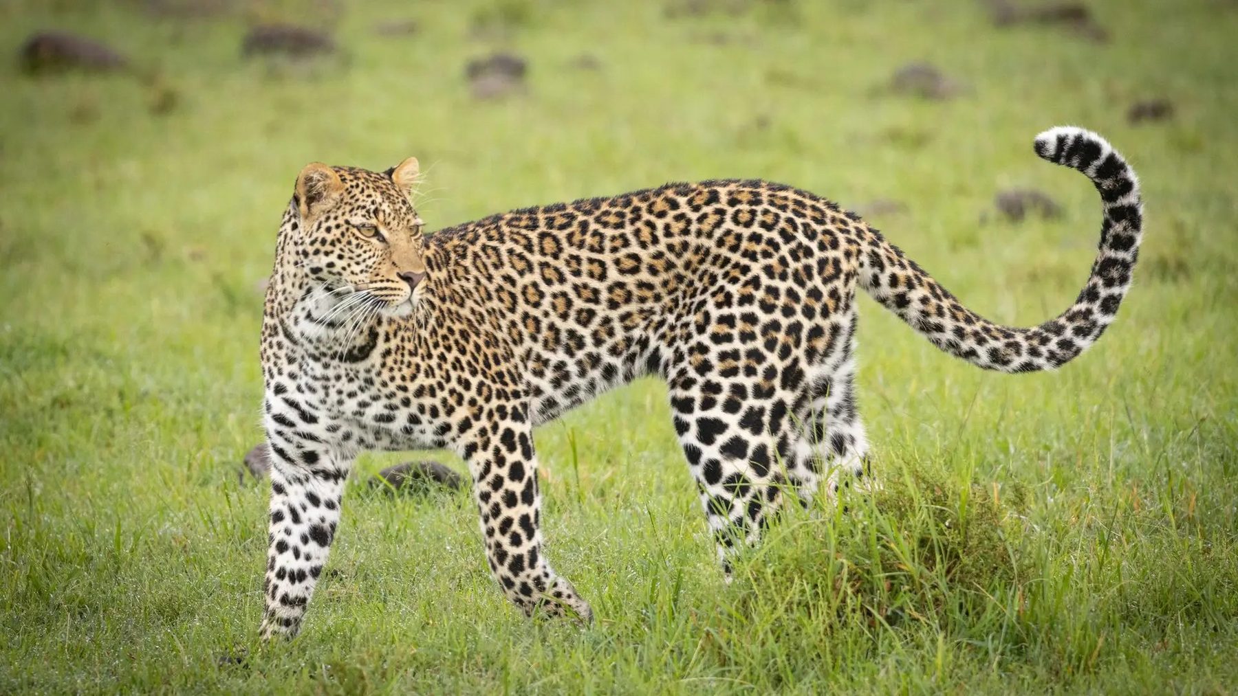 Leopard walking through short green grass with its tail curled up near Naboisho Camp