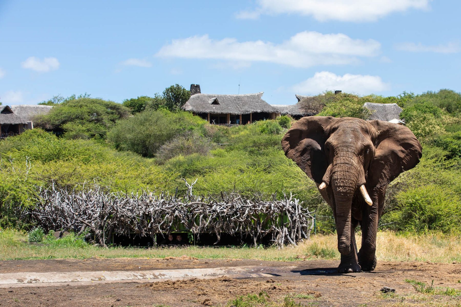 Elephant at a waterhole below the thatched rooftops of ol Donyo Lodge