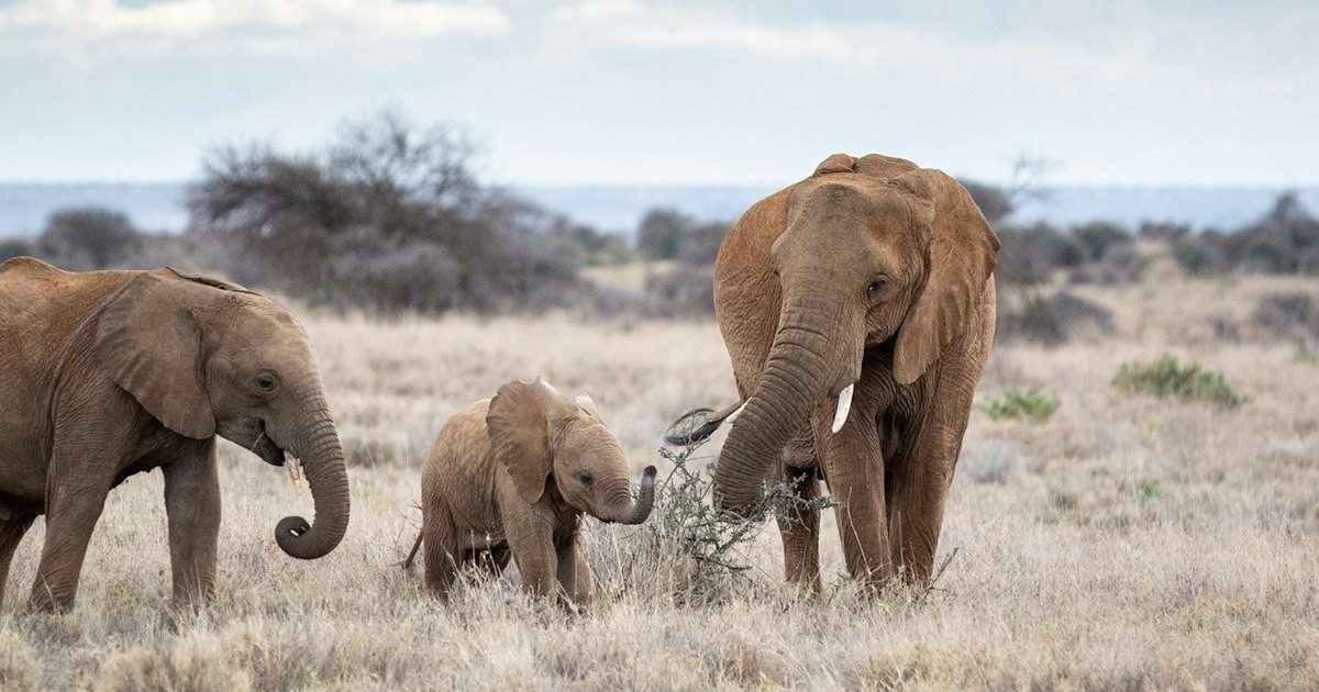 Elephant family with two small calves walking through pale dry grass under a hazy sky