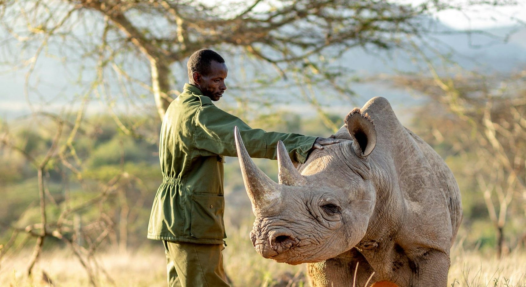 Keeper in green uniform resting a hand on a rhino’s head among acacia trees at Ol Jogi