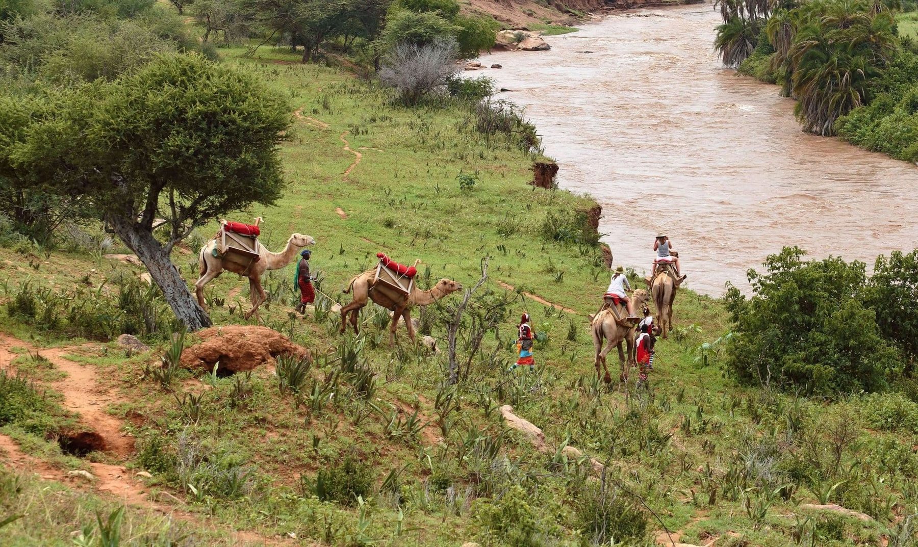 Guests on a camel walk with Samburu guides along a green riverbank near Ol Lentille