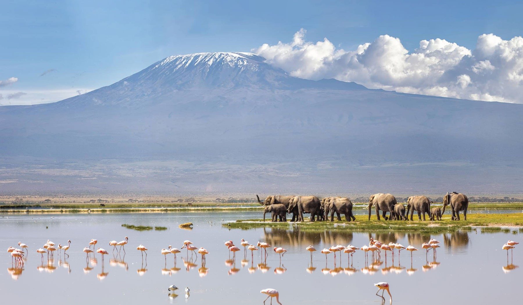 Elephants and flamingos at the edge of a shallow lake below the snowy summit of Kilimanjaro near Ol Tukai Lodge