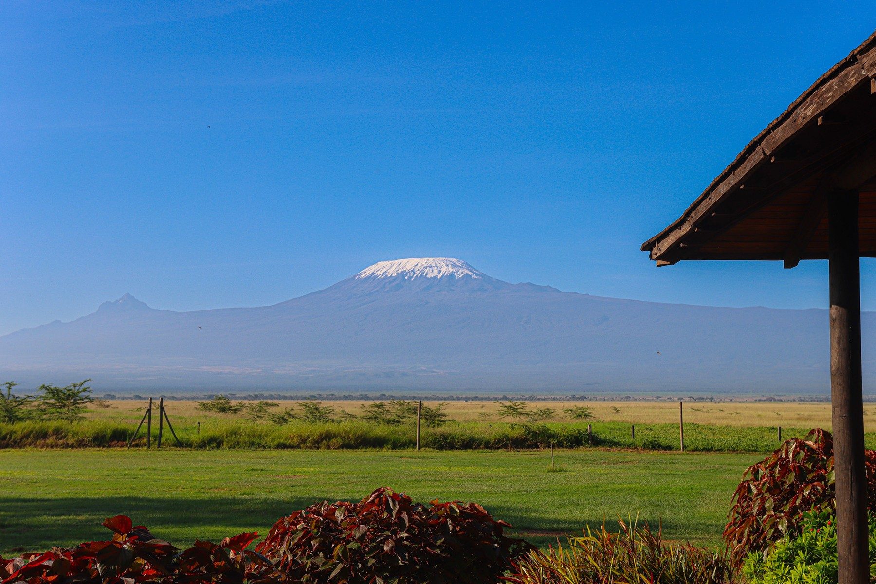 Snow-capped Kilimanjaro rising beyond the lawn and flowering shrubs of Ol Tukai Lodge under a clear blue sky