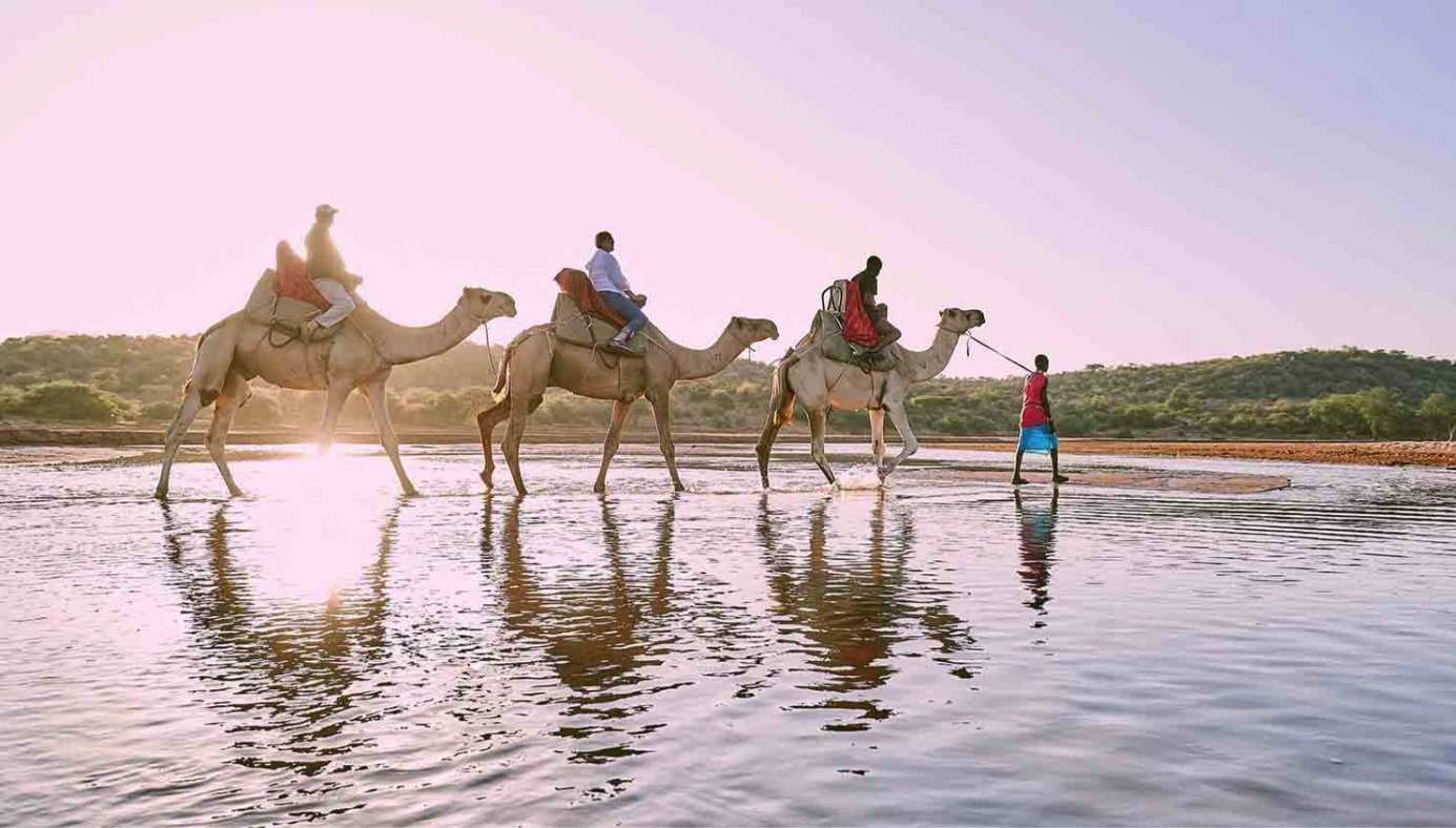 Guests riding camels led by a Samburu guide across a shallow river at Sasaab