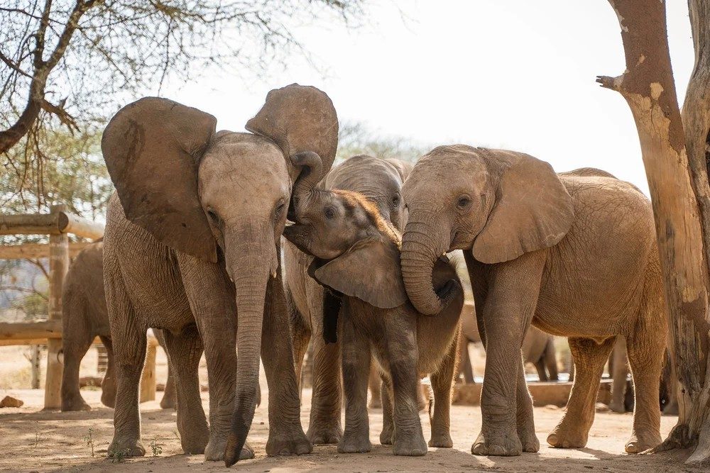 Young elephants gathered close together in the dust at the Reteti Elephant Sanctuary
